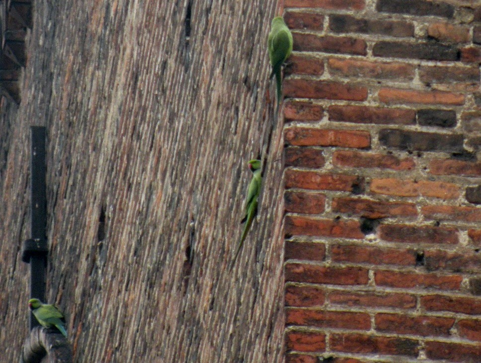 Parrocchetti dal collare a Pavia